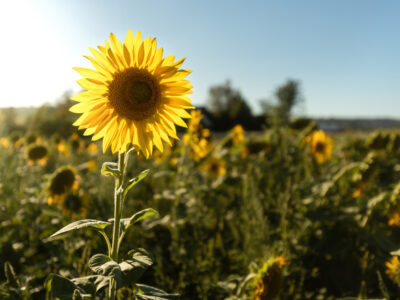 Sommer