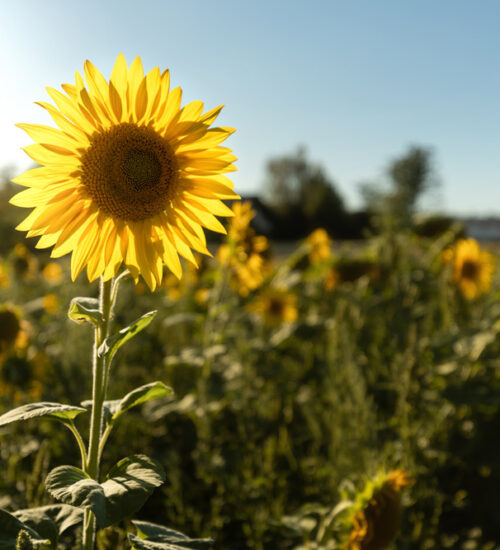 Sommer