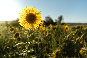Sommerbild